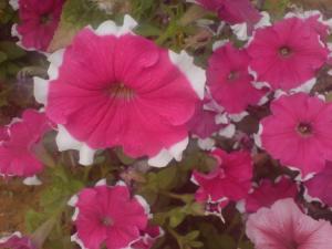 Fleur Fleurs et plantes