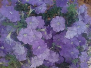 Fleur Fleurs et plantes