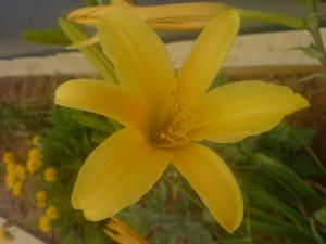 Fleur Fleurs et plantes