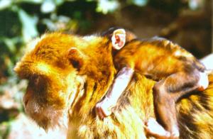 A dos de maman Animaux