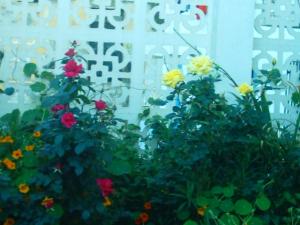 Roses et capucines Roses