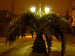 Neige sur palmier Villes