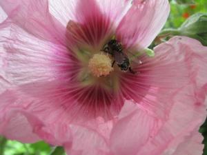 Abeille Fleurs et plantes