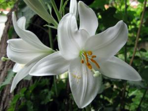 Lys blanc Fleurs et plantes