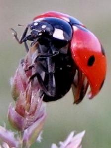 Coccinelle, etc Insectes et arachnides