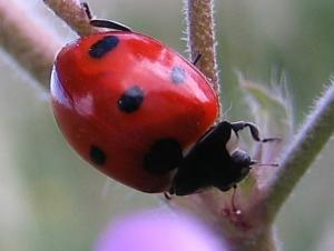 Coccinelle, etc Insectes et arachnides