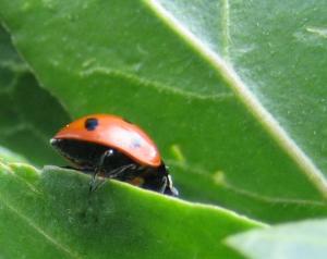 Coccinelle, etc Insectes et arachnides