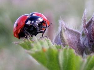 Coccinelle, etc Insectes et arachnides