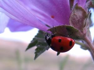 Coccinelle, etc Insectes et arachnides