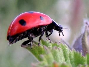 Coccinelle, etc Insectes et arachnides