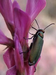 Coccinelle, etc Insectes et arachnides