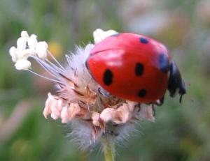 Coccinelle, etc Insectes et arachnides