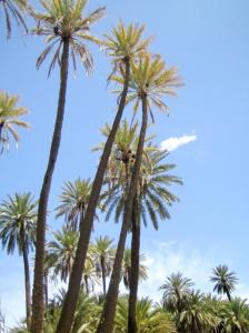 Coccinelle, etc Insectes et arachnides