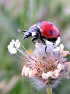 Coccinelle, etc Insectes et arachnides