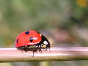 Coccinelle, etc Insectes et arachnides