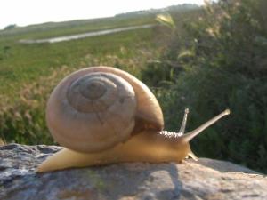 Escargot Paysages