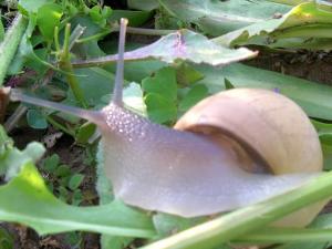Escargot Paysages
