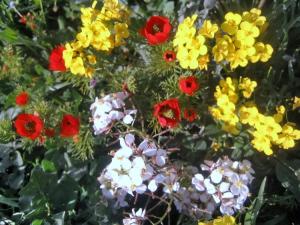 Printemps Fleurs et plantes