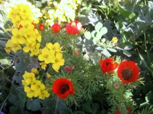 Printemps Fleurs et plantes