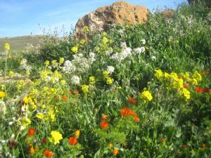 Printemps Fleurs et plantes