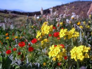 Printemps Fleurs et plantes