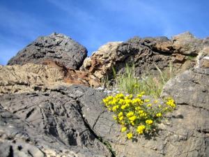 Printemps Fleurs et plantes