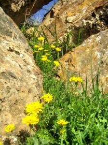 Printemps Fleurs et plantes