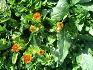 Printemps Fleurs et plantes