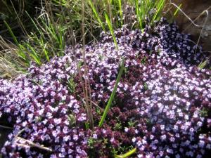 Printemps Fleurs et plantes