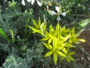 Printemps Fleurs et plantes