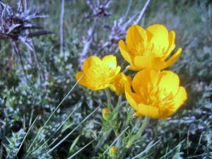 Printemps Fleurs et plantes