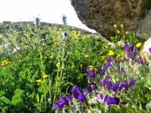 Printemps Fleurs et plantes