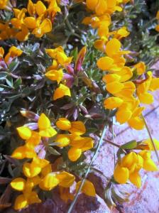 Printemps Fleurs et plantes