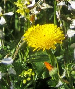 Printemps Fleurs et plantes
