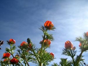 Printemps Fleurs et plantes