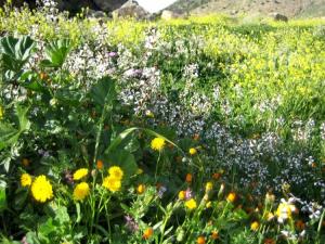 Printemps Fleurs et plantes