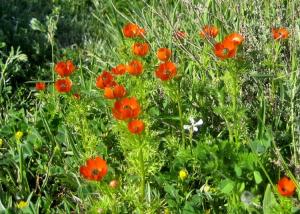 Printemps Fleurs et plantes