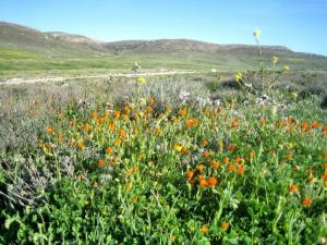 Printemps Fleurs et plantes