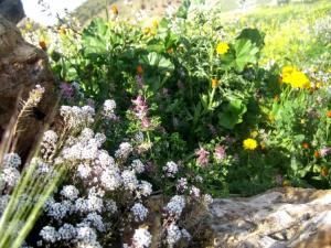 Printemps Fleurs et plantes