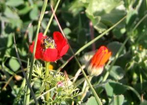 Printemps Fleurs et plantes