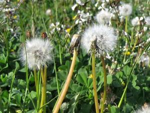 Printemps Fleurs et plantes