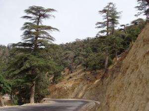 Cedre des aures Cèdres