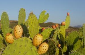 Figue de barbarie Cactus