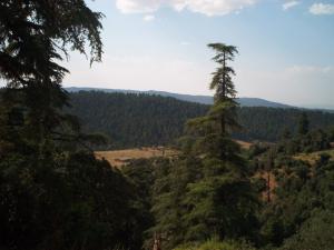 Cedre Fleurs et plantes