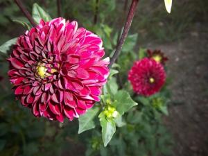 Dahlia billal Dahlias