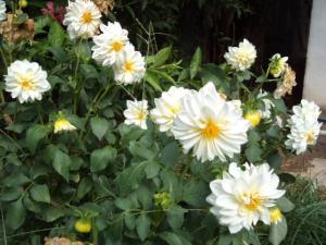 Dahlia billal Dahlias