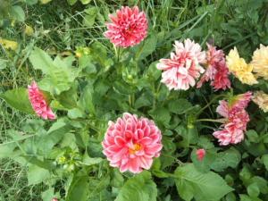 Dahlia billal Dahlias