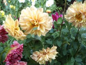 Dahlia billal Dahlias