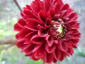 Dahlia billal Dahlias