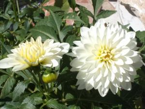 Dahlia billal Dahlias